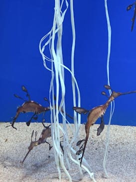 サンシャイン水族館に投稿された画像（2020/10/21）