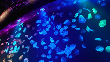 すみだ水族館に投稿された画像（2020/10/21）