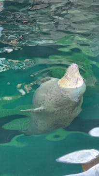 しながわ水族館に投稿された画像（2020/10/22）