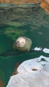しながわ水族館に投稿された画像（2020/10/22）