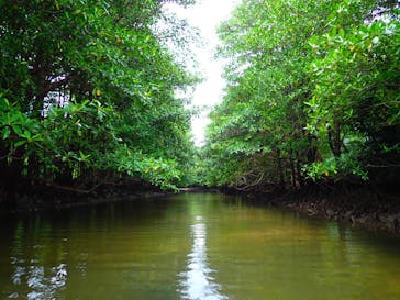 西表島 ADVENTURE PiPi（アドベンチャーピピ）に投稿された画像（2020/10/22）