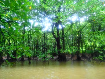 西表島 ADVENTURE PiPi（アドベンチャーピピ）に投稿された画像（2020/10/22）