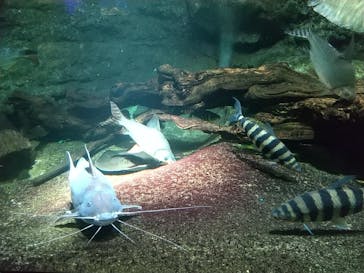 サンシャイン水族館に投稿された画像（2020/10/22）