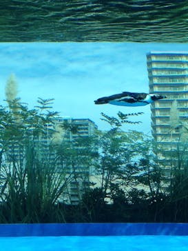 サンシャイン水族館に投稿された画像（2020/10/22）