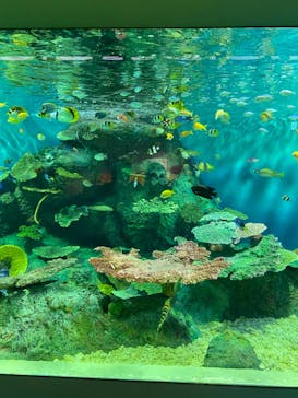 しながわ水族館に投稿された画像（2020/10/22）