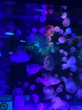 しながわ水族館に投稿された画像（2020/10/22）