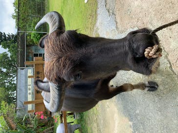 西表島 ADVENTURE PiPi（アドベンチャーピピ）に投稿された画像（2020/10/22）