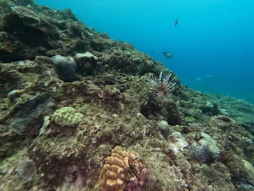 MalDive（モルダイブ）に投稿された画像（2020/10/22）