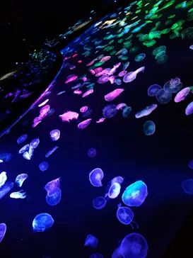 すみだ水族館に投稿された画像（2020/10/22）