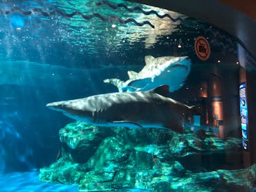 しながわ水族館に投稿された画像（2020/10/22）