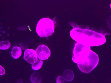 サンシャイン水族館に投稿された画像（2020/10/23）