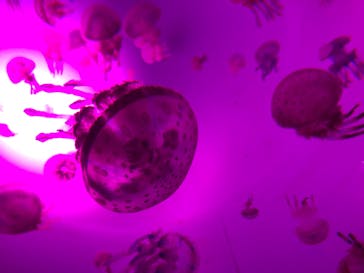 サンシャイン水族館に投稿された画像（2020/10/23）