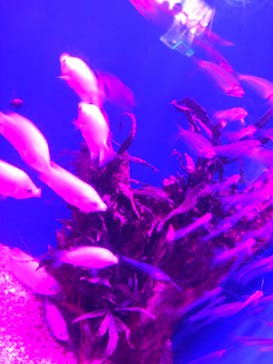 サンシャイン水族館に投稿された画像（2020/10/23）