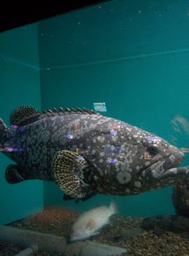 串本海中公園水族館に投稿された画像（2020/10/23）