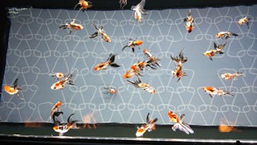 すみだ水族館に投稿された画像（2020/10/23）