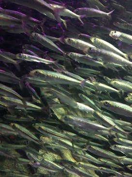 サンシャイン水族館に投稿された画像（2020/10/23）