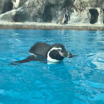 鳥羽水族館に投稿された画像（2020/10/23）