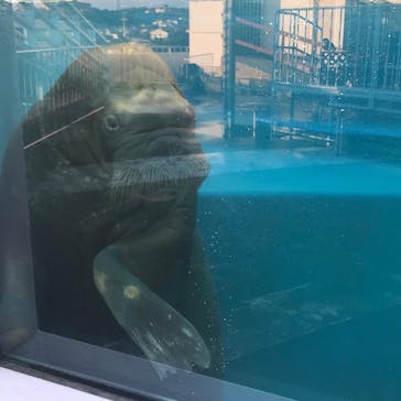 鳥羽水族館に投稿された画像（2020/10/23）