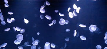 サンシャイン水族館に投稿された画像（2020/10/24）