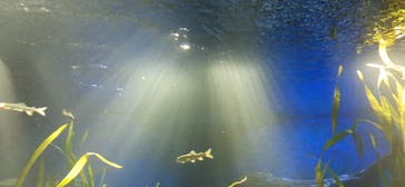 サンシャイン水族館に投稿された画像（2020/10/24）