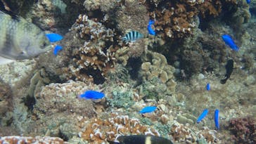 ダイビングショップ Sea Free（シーフリー）に投稿された画像（2020/10/24）