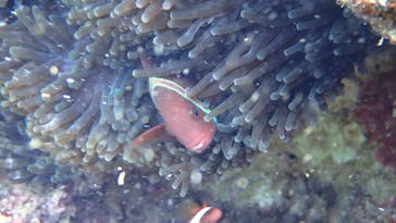 ダイビングショップ Sea Free（シーフリー）に投稿された画像（2020/10/24）