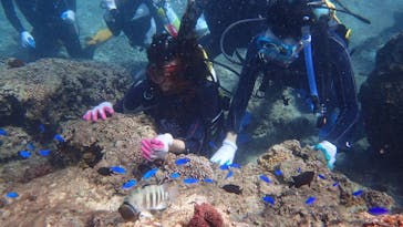 ダイビングショップ Sea Free（シーフリー）に投稿された画像（2020/10/24）