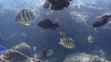 ダイビングショップ Sea Free（シーフリー）に投稿された画像（2020/10/24）