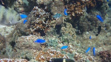 ダイビングショップ Sea Free（シーフリー）に投稿された画像（2020/10/24）