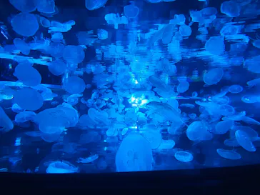 すみだ水族館に投稿された画像（2020/10/24）