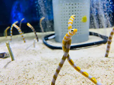 すみだ水族館に投稿された画像（2020/10/24）