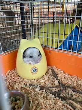 しろとり動物園に投稿された画像（2020/10/24）