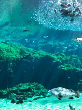 九十九島動植物園森きららに投稿された画像（2020/10/24）