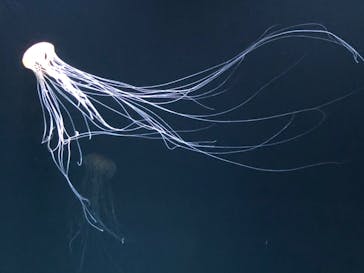 サンシャイン水族館に投稿された画像（2020/10/24）