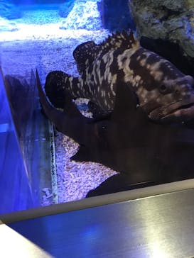 すみだ水族館に投稿された画像（2020/10/24）