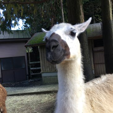 伊豆シャボテン動物公園に投稿された画像（2020/10/24）