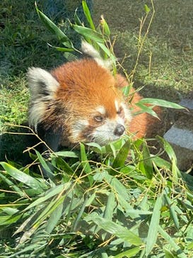 天王寺動物園に投稿された画像（2020/10/24）