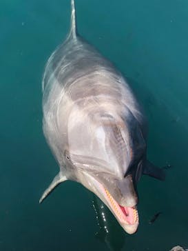 うみたま体験パーク 「つくみイルカ島」に投稿された画像（2020/10/24）