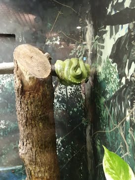 天王寺動物園に投稿された画像（2020/10/24）