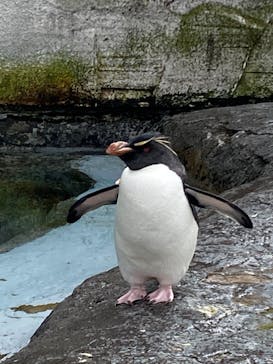 旭川市旭山動物園に投稿された画像（2020/10/24）