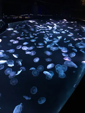 すみだ水族館に投稿された画像（2020/10/24）