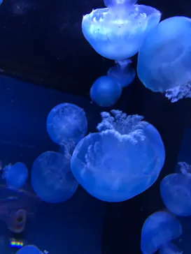 すみだ水族館に投稿された画像（2020/10/24）