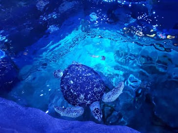 しながわ水族館に投稿された画像（2020/10/24）
