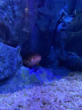 すみだ水族館に投稿された画像（2020/10/24）