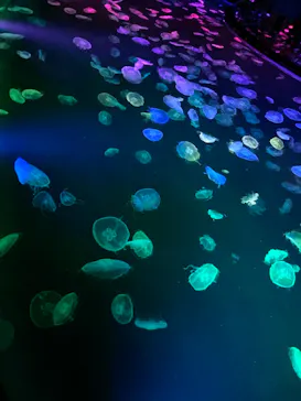 すみだ水族館に投稿された画像（2020/10/24）