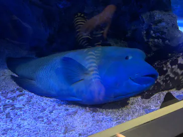 すみだ水族館に投稿された画像（2020/10/24）