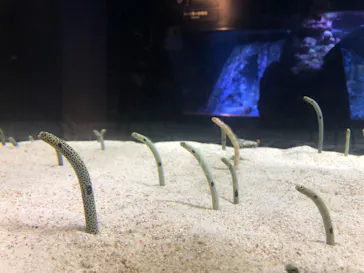 すみだ水族館に投稿された画像（2020/10/24）