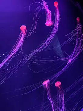 すみだ水族館に投稿された画像（2020/10/24）