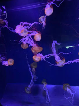 すみだ水族館に投稿された画像（2020/10/24）