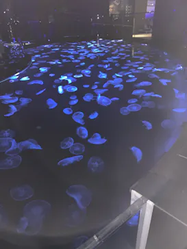 すみだ水族館に投稿された画像（2020/10/24）